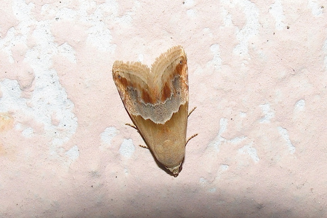 Identificazione 9
